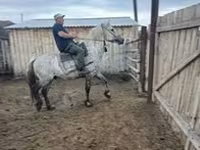 घोड़ा, Arabian horse — फ़ोटो 1