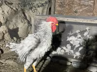 Chickens — Foto 7