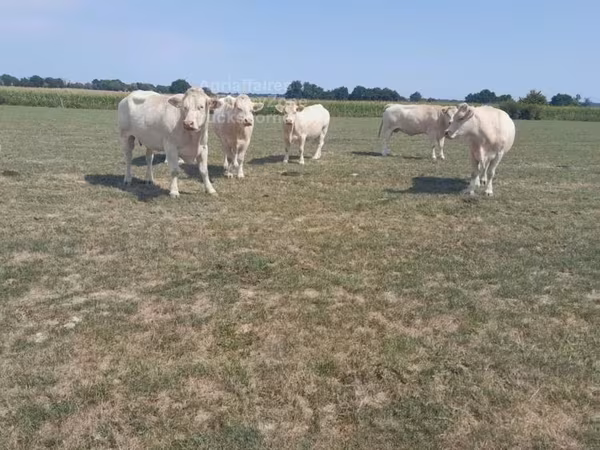 Үнээ, Charolais cattle