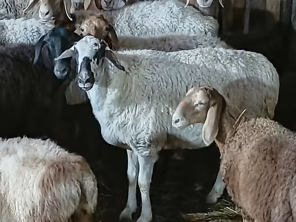 Овца, Бараны