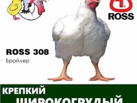 Ross 308 — Foto 2