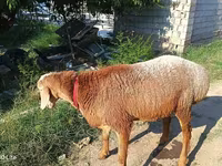 Хуц, Agin sheep — 2 зураг