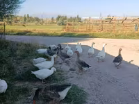 Geese — الصورة 3