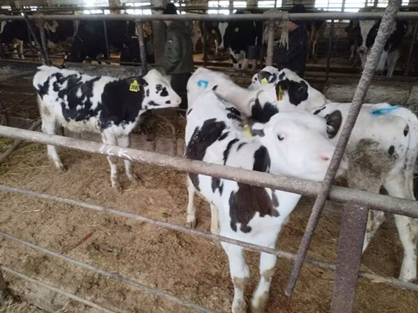 Toro, Raza Holstein