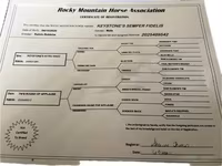 公马, Rocky Mountain Horse — 照片 3
