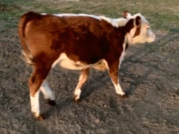 Toro, Swiss cattle
