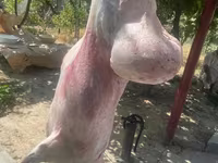 Carnero, Ovejas — foto 5