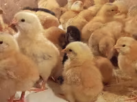 Chickens — 7 зураг