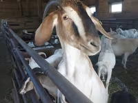 Cabra, Nubian Goat — foto 1
