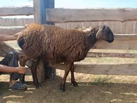كبش, Katum sheep — الصورة 7