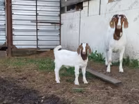 Cabro, Saanen goat — foto 8
