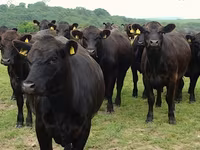 Kuh, Holstein-Rasse — Foto 7