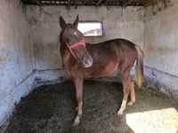 Адуу, Thoroughbred horse — 4 зураг