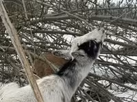 Козёл, Бурская коза — фото 3