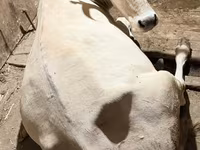母牛, Ukrainian Brown Dairy Cattle — 照片 1