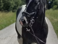 فرس, Horse breed — الصورة 3