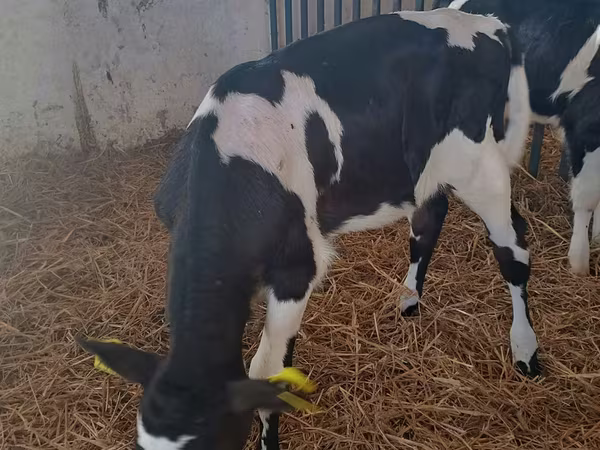 गाय, गोलस्टीन नस्ल