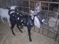 Cabro, Beetal goats — foto 7