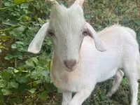 Cabro, Cabras — foto 2