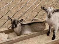 Cabro, Cabras — foto 1