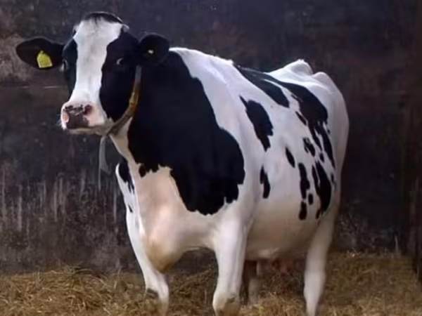 Kuh, Kholmogory Cattle — Russland