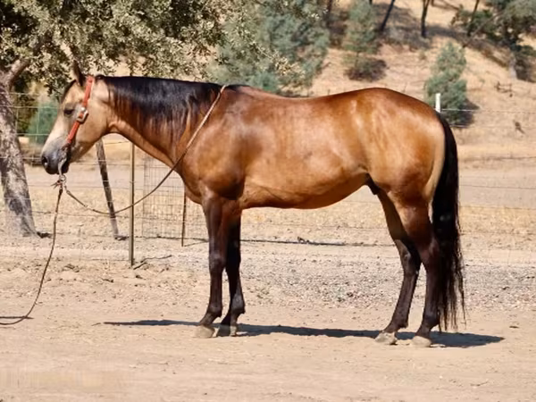 Hengst, Quarter Horse