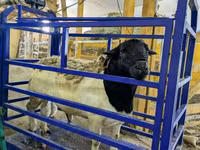 Carnero, Hissar sheep — foto 5
