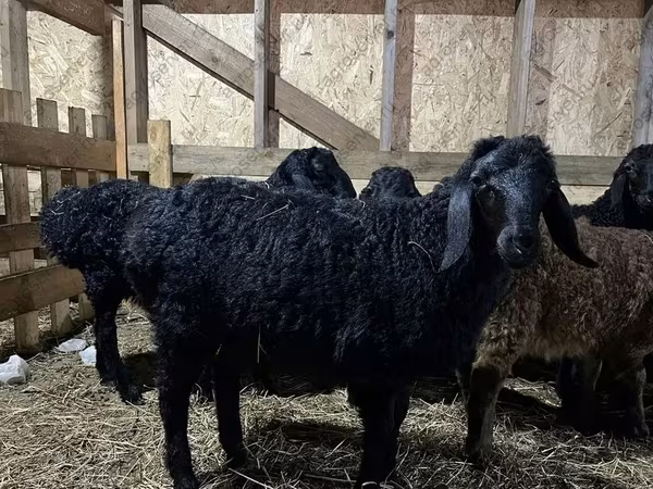 كبش, Baerchuke sheep