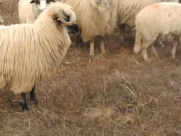 Sheep, Sheep
