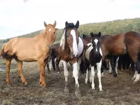 فرس, Horse breed — الصورة 5