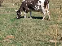 Үнээ, Үхэр мал — 2 зураг