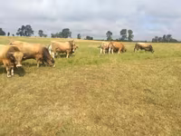 Бух, Aubrac cattle — 4 зураг