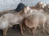 Carnero, Edilbay sheep — foto 1