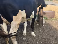 بقرة, Russian Black pied cattle — الصورة 1