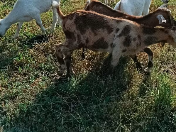 Goat, Goats