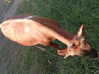 Bull, Cattle — photo 4
