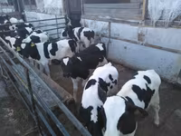 Bulle, Holstein-Rasse — Foto 4