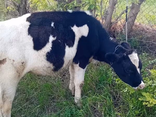 Cow, Holstein breed