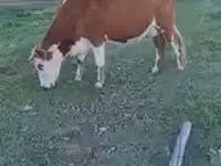 Vaca, Ganado vacuno — foto 3