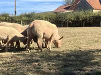كبش, Charollais sheep — الصورة 2
