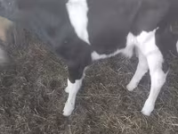 सांड, गोलस्टीन नस्ल — फ़ोटो 3