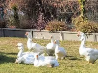 Geese — الصورة 4