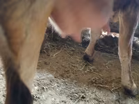 Cow, Alatau breed — photo 4
