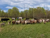 Хуц, Kuibyshev sheep — 7 зураг