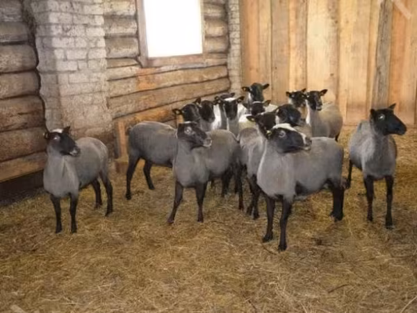 Хуц, Romanov sheep