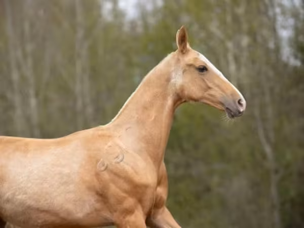 Hengst, Akhal-Teke