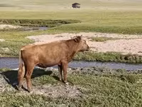 Toro, Ganado vacuno — foto 5
