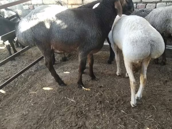 Баран, Бараны