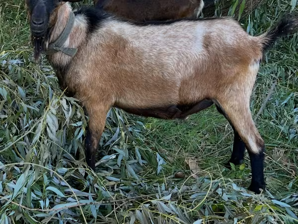 Ziegenbock, Ziegen