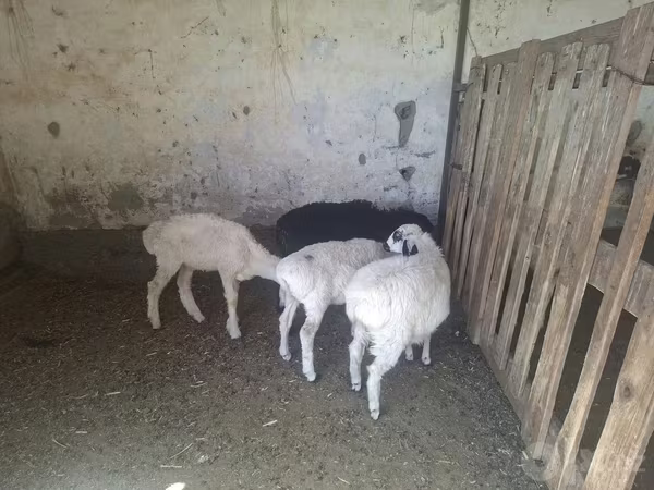 Овца, Бараны